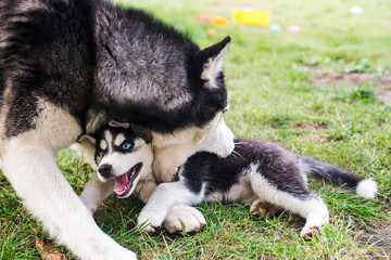 Siberian husky dog is playing with husky puppy on green grass. Two siberian husky are playing with...