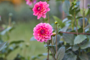 Eine schöne blühende Dahlie.