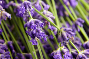 Natural lavender flowers buds closeup, macro photoraphy