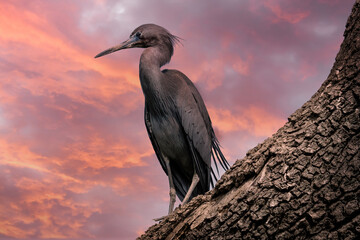 Little Blue Heron sitting on a tree at sunset
