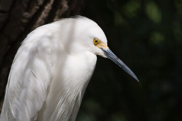 Obraz premium Profile of a Snowy Egret