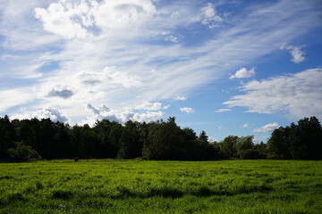 Obraz premium Lush meadow in Peterhof, Leningrad region