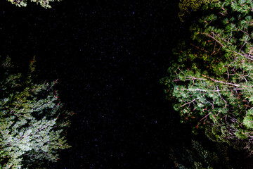 Fototapeta na wymiar Nadir view of the night sky between the pine trees 
