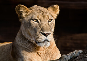 Obraz na płótnie Canvas Portrait of a Lioness lying in the sun