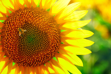 Naklejka premium sunflower - bright field with yellow flowers, beautiful summer landscape
