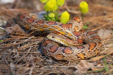 A colorful corn snake on a bed of pine straw