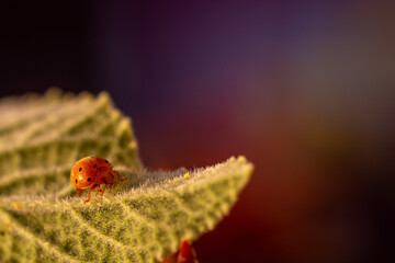 Melon ladybug (Henosepilachna argus) on a Gherkin of the devil at sunset