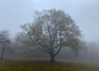 Big tree in the mountain fog