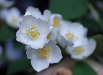 Closeup of several jasmine flowers on a branch. close-up photo