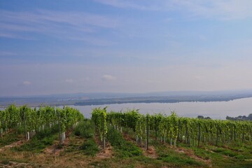 Moravian Vineyard in Palava Protected Landscape Area with Nove Mlyny Reservoirs in the Distance. Green Plants of the Common Grape Vine (Vitis Vinifera) in South Moravia.