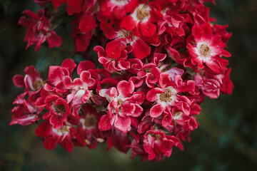 close up of pink flowers