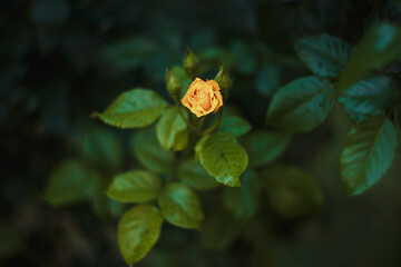 yellow rose in a garden