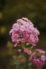 pink flowers in the garden