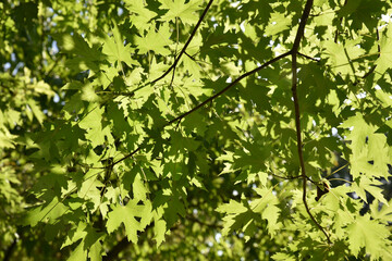 Erable en été