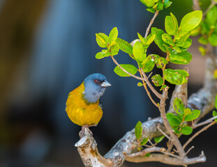 Oiseau sauvage en Patagonie aux  feuilles vertes à ses côtés