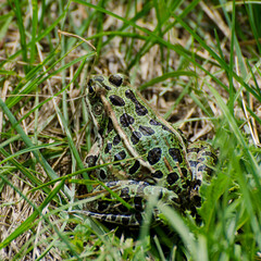 Northern Leopard Frog sitting in the tall grass of the Shell River Valley Hiking trail in Duck Mountain Provincial Park, Manitoba, Canada