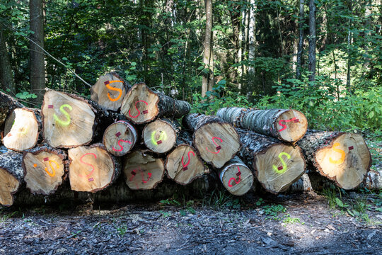 A pile of logs cut in the forest