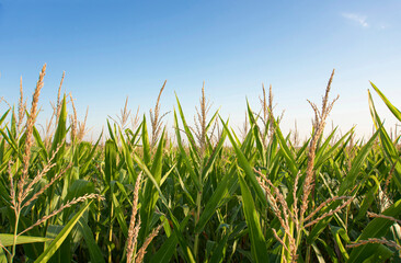 Fototapeta premium photograph of a cornfield at dawn in clear, sunny weather