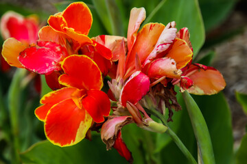 red and yellow tulips