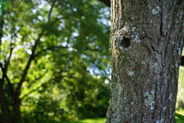 close up of tree trunk