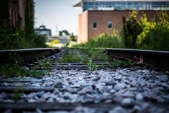 Plants growing on railroad tracks 