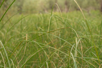 Green grass summer background. Selective focus. Concept