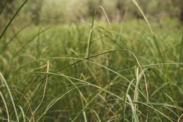 thick tall green grass in the meadow. Selective focus.