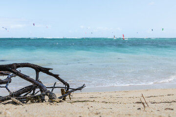 Fototapeta premium woods on the beach in Le Morne beach, Mauritius