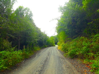 Camino rural, sur de Chile, vegetación