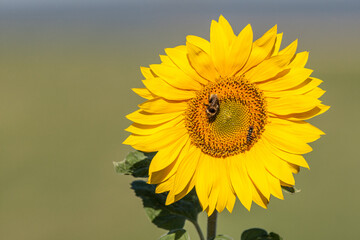 Queen of summer, the sunflower symbolizes the radiance of an unforgettable summer and thus stands for happiness, warmth, confidence and as a symbol for a more peaceful world.