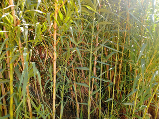 Obraz premium Common reed, background with nature textures