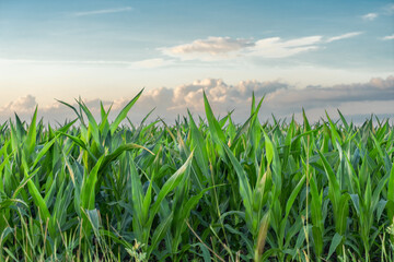 Green cornfield with beautiful sky
