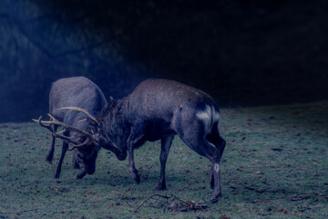 In the pale light of the moon, two strong sika deer fight with each other during the rut.