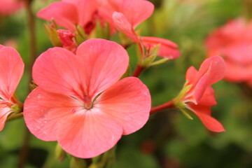 beautiful soft light pink flower close up floriculture gardening greeting card