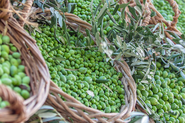Récolte d'olives.