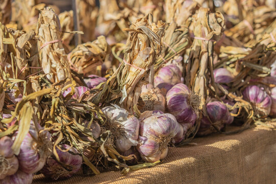 Ail violet.