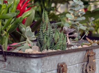 A decorative metal planter with several types of succulents on display in a greenhouse. 