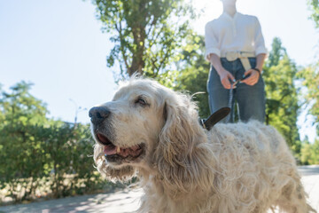 White roan elderly English Cocker Spaniel being walked park with owner young woman