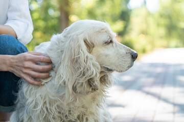 Portrait of elderly dog spaniel sitting with owner young woman at walk outdoor