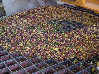 The process of olive cleaning and defoliation in a modern oil mill