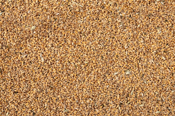Image of heap of wheat grains, top view. Agricultural background.