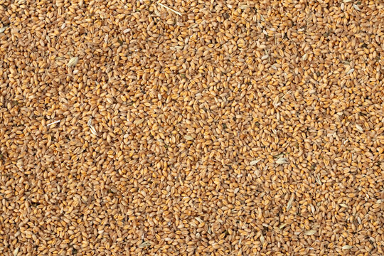 Image of heap of wheat grains, top view. Agricultural background.
