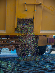 A bin forklift pouring down olives in a big metal funnel before defoliation and washin