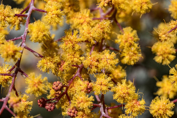 yellow flowers