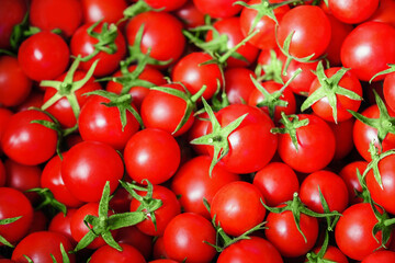 Organic cherry tomatoes, fresh red tomatoes. Tomato harvest background