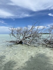 Branches d'arbre, lagon à Rangiroa, Polynésie française	