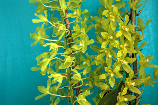 Green tropical Grammatophyllum scriptum var citrinum orchid flowers cluster