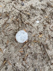 Bernard l'hermite sur une plage à Rangiroa, Polynésie française	
