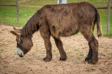 the donkey stands near the barn