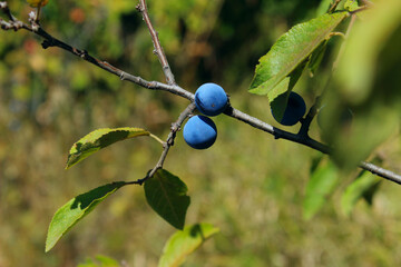 Branch of blackthorn tree. Beautiful nature backdrop. Blue berries on a branch over blurry...